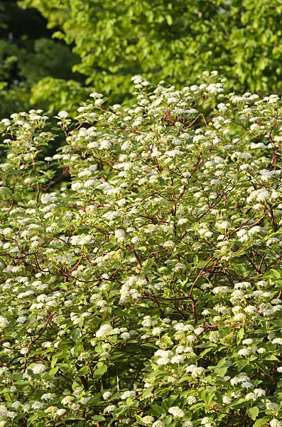 520347 - Common dogwood (Cornus sanguinea)