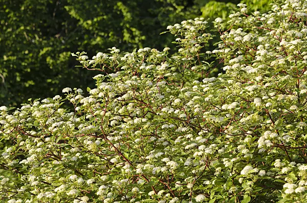 520348 - Common dogwood (Cornus sanguinea)