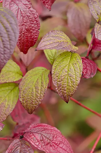 524020 - Common dogwood (Cornus sanguinea)