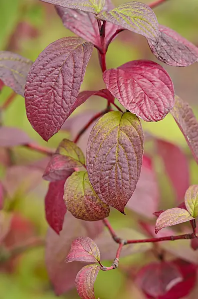 524021 - Common dogwood (Cornus sanguinea)