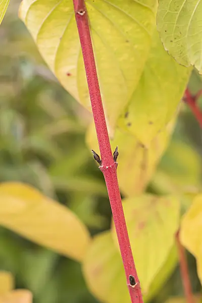 638067 - Common dogwood (Cornus sanguinea 'Magic Flame')