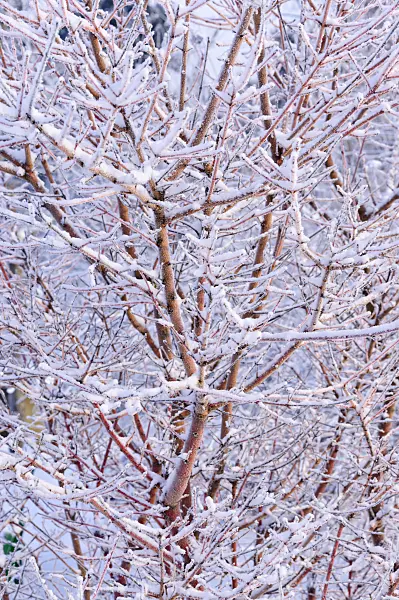 491045 - Common dogwood (Cornus sanguinea 'Midwinter Fire')