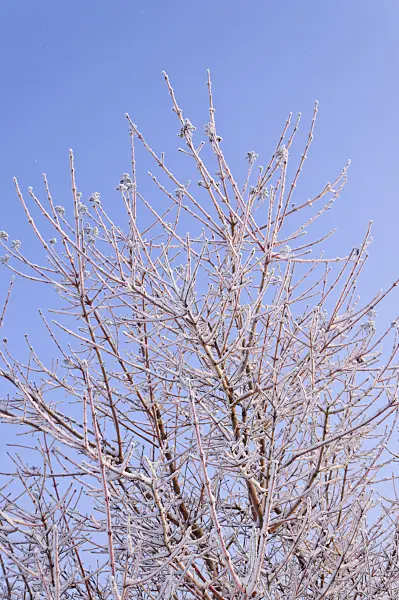 491047 - Common dogwood (Cornus sanguinea 'Midwinter Fire')