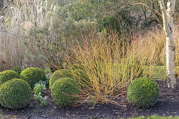 607035 - Common dogwood (Cornus sanguinea 'Midwinter Fire') and boxwoods (Buxus)
