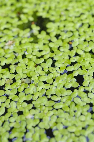 487007 - Common duckweed (Lemna minor)