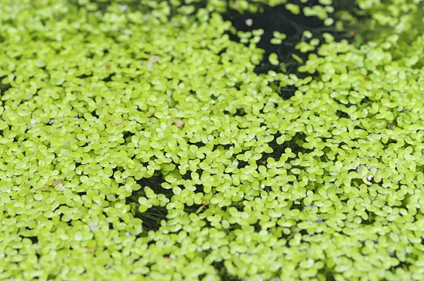 487008 - Common duckweed (Lemna minor)