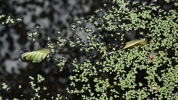 500094 - Common duckweed (Lemna minor)