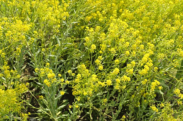 484285 - Common dyer's weed (Isatis tinctoria)