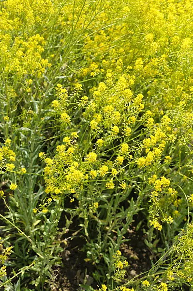 484286 - Common dyer's weed (Isatis tinctoria)