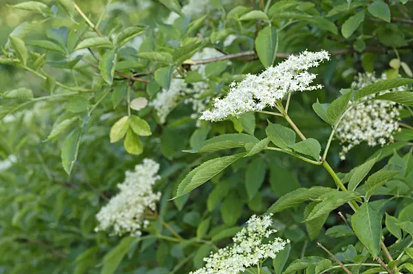 473043 - Common elder (Sambucus nigra)