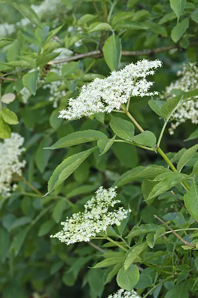 473044 - Common elder (Sambucus nigra)