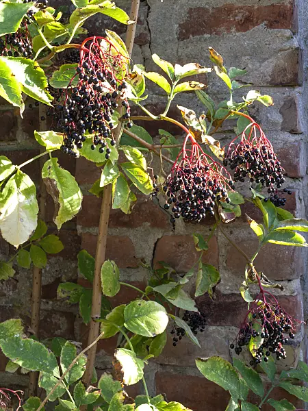 477128 - Common elder (Sambucus nigra)