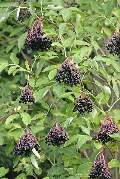 483025 - Common elder (Sambucus nigra)