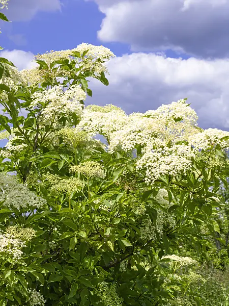 485164 - Common elder (Sambucus nigra)