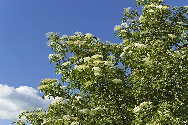 509049 - Common elder (Sambucus nigra)