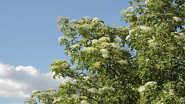 509057 - Common elder (Sambucus nigra)