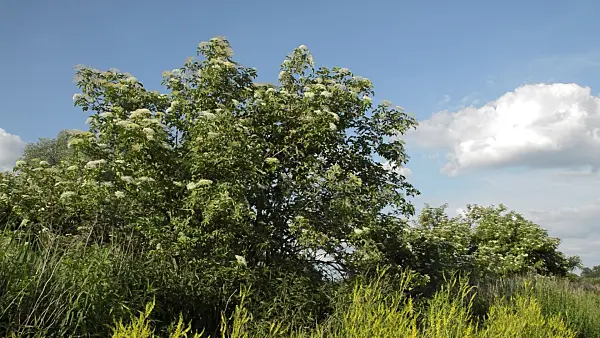 509058 - Common elder (Sambucus nigra)