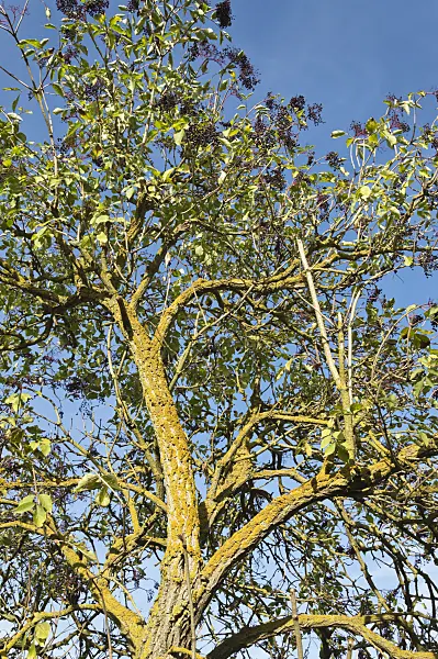 513009 - Common elder (Sambucus nigra)