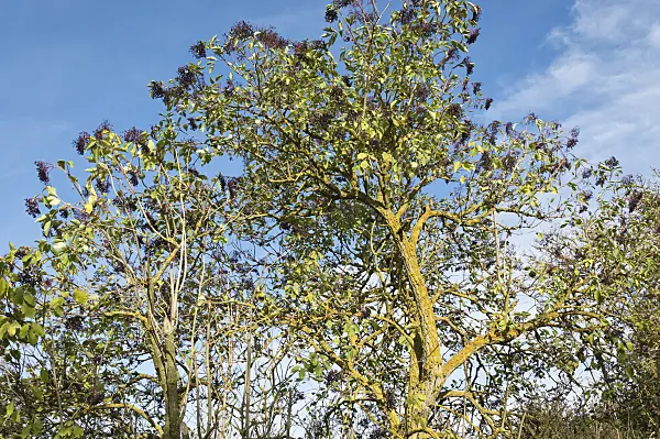 513010 - Common elder (Sambucus nigra)
