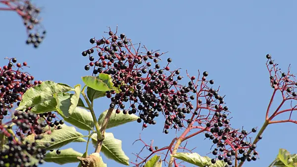513011 - Common elder (Sambucus nigra)