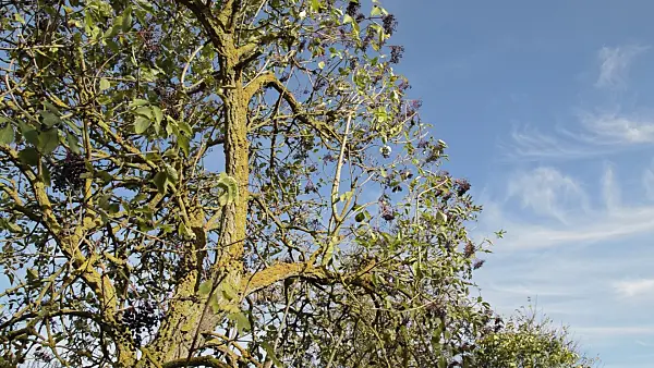 513013 - Common elder (Sambucus nigra)