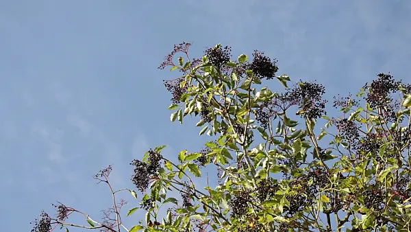 513014 - Common elder (Sambucus nigra)