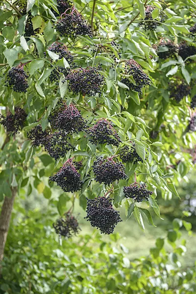 547295 - Common elder (Sambucus nigra)
