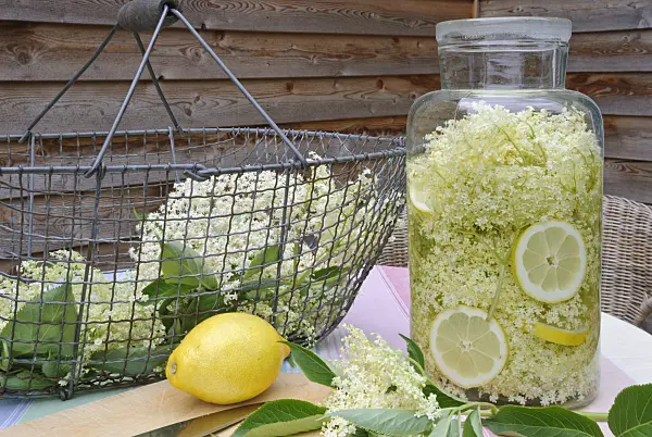 481025 - Common elder (Sambucus nigra) and lemons (Citrus limon) for the preparation of syrup