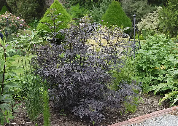 471459 - Common elder (Sambucus nigra 'Black Lace')