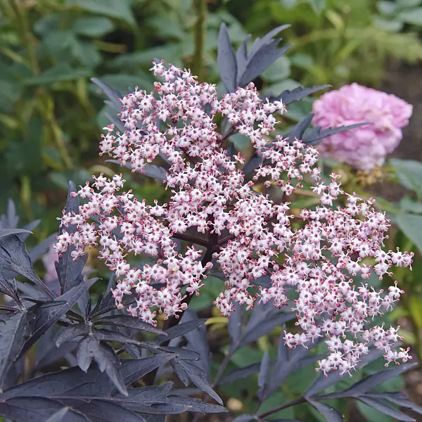 502428 - Common elder (Sambucus nigra 'Black Lace')