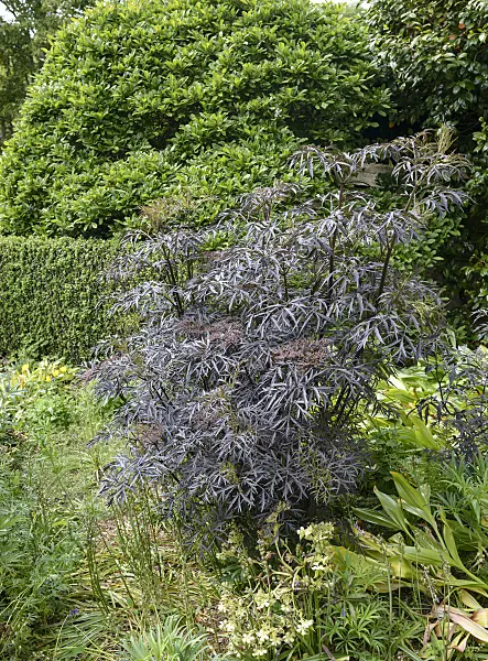 547296 - Common elder (Sambucus nigra 'Black Lace')