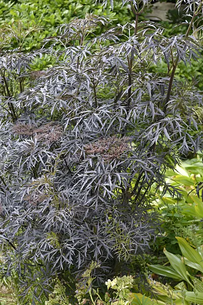 547297 - Common elder (Sambucus nigra 'Black Lace')