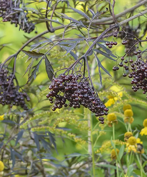 575326 - Common elder (Sambucus nigra 'Black Lace')