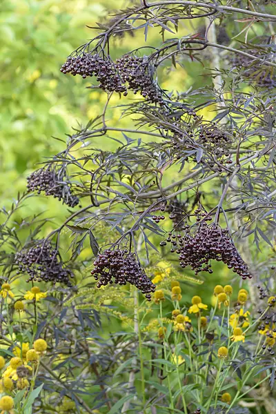 575327 - Common elder (Sambucus nigra 'Black Lace')