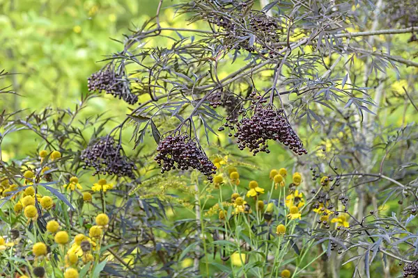575328 - Common elder (Sambucus nigra 'Black Lace')