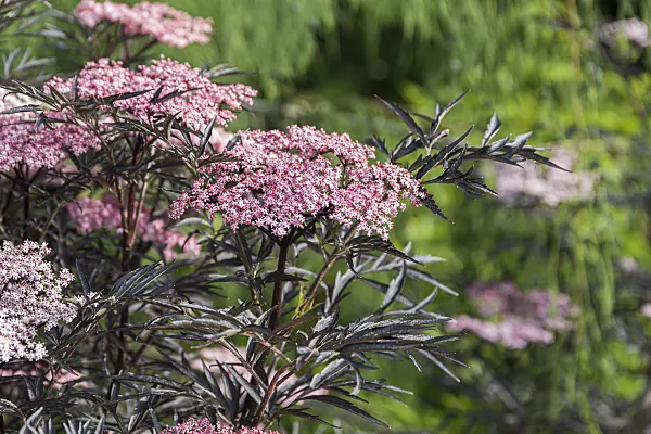 651510 - Common elder (Sambucus nigra 'Black Lace')