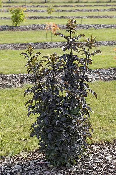 616345 - Common elder (Sambucus nigra 'Black Tower')