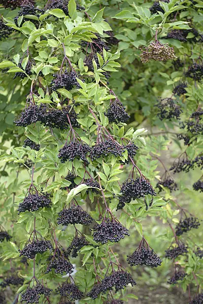 547294 - Common elder (Sambucus nigra 'Haschberg')
