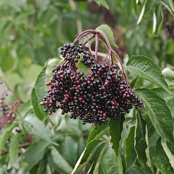 454094 - Common elder (Sambucus nigra 'Sampo')