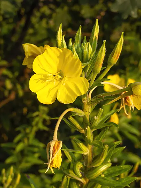 462183 - Common evening primrose (Oenothera biennis)