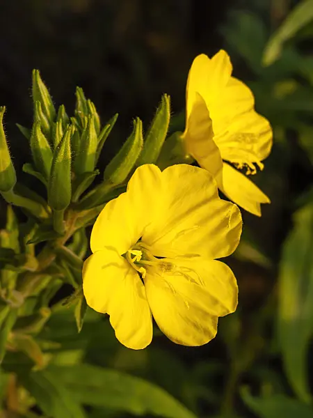 462185 - Common evening primrose (Oenothera biennis)
