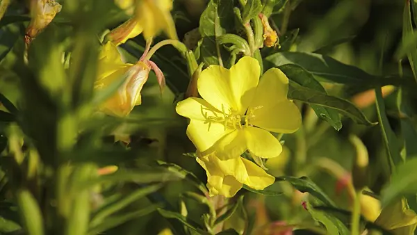 509235 - Common evening primrose (Oenothera biennis)