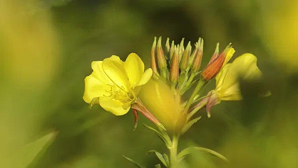 509236 - Common evening primrose (Oenothera biennis)
