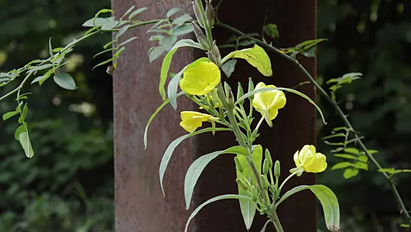 512067 - Common evening primrose (Oenothera biennis)