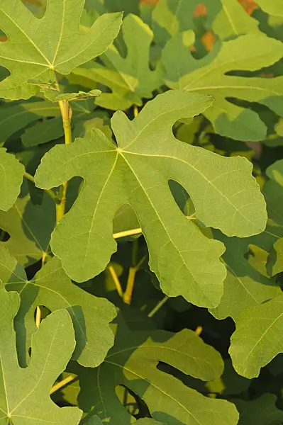 488146 - Common fig (Ficus carica)