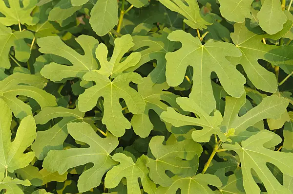 488147 - Common fig (Ficus carica)