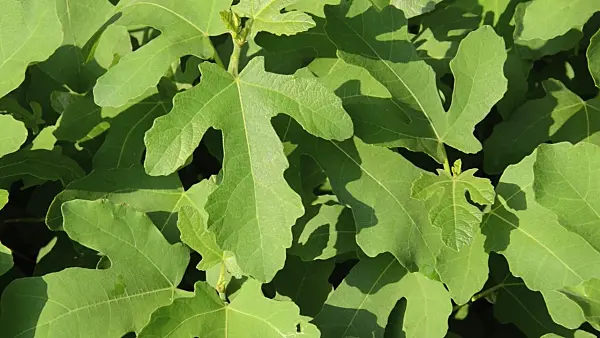 497292 - Common fig (Ficus carica)