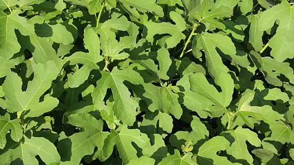 497293 - Common fig (Ficus carica)