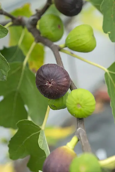 616008 - Common fig (Ficus carica 'Brown Turkey')