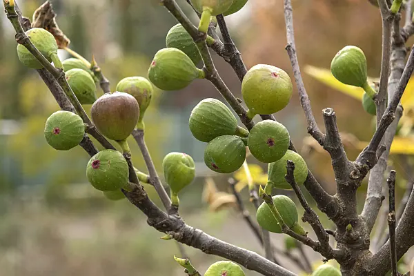 616009 - Common fig (Ficus carica 'Brown Turkey')